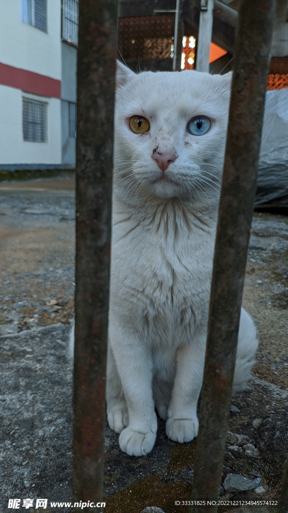 猫