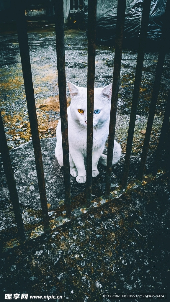 猫