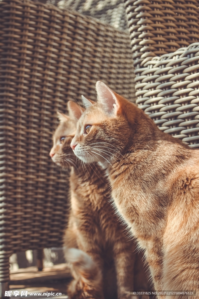 猫