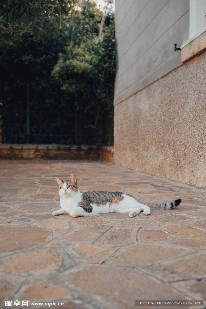 猫