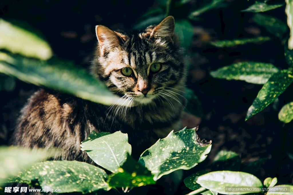 猫