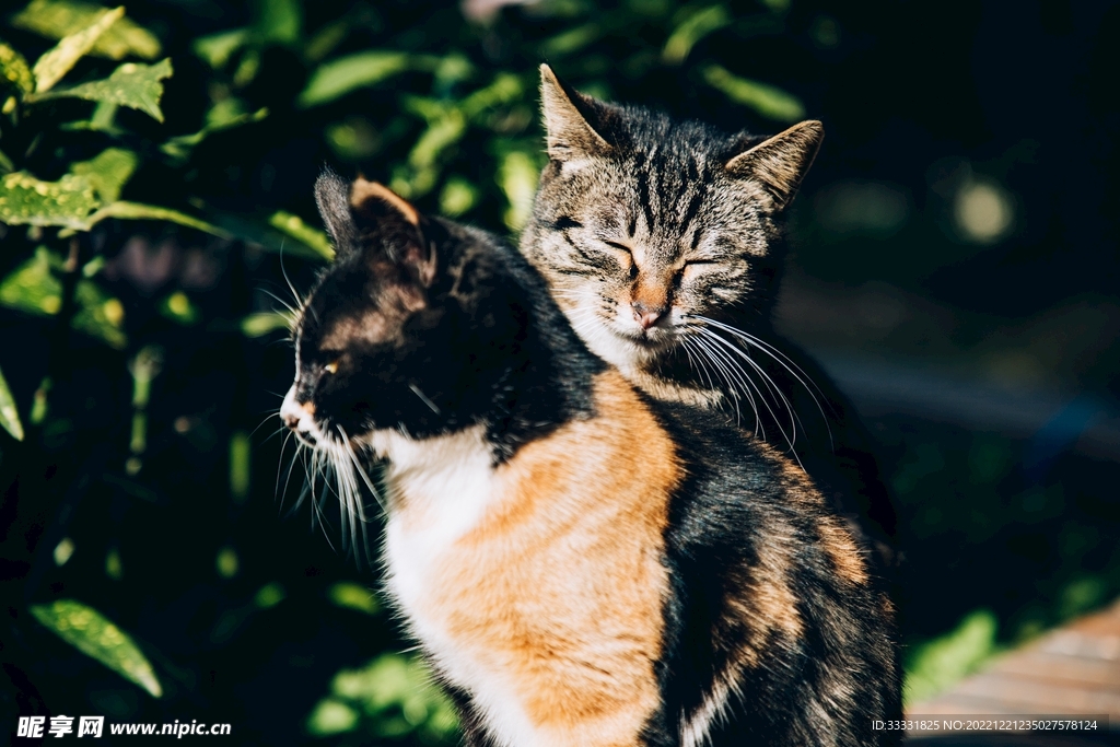 猫