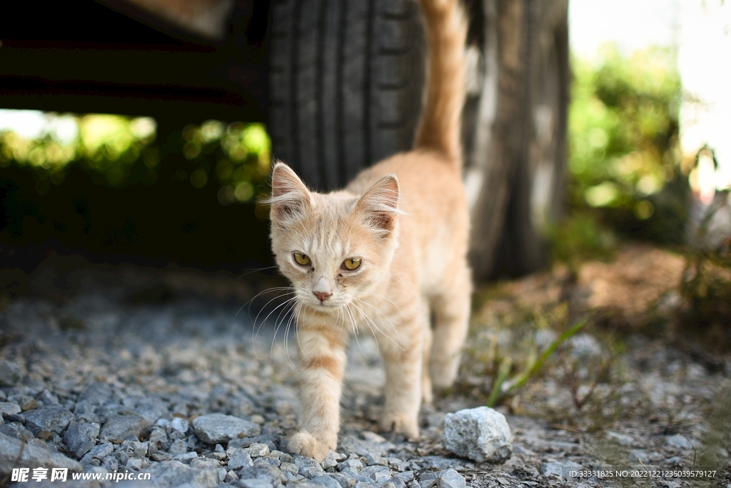 猫