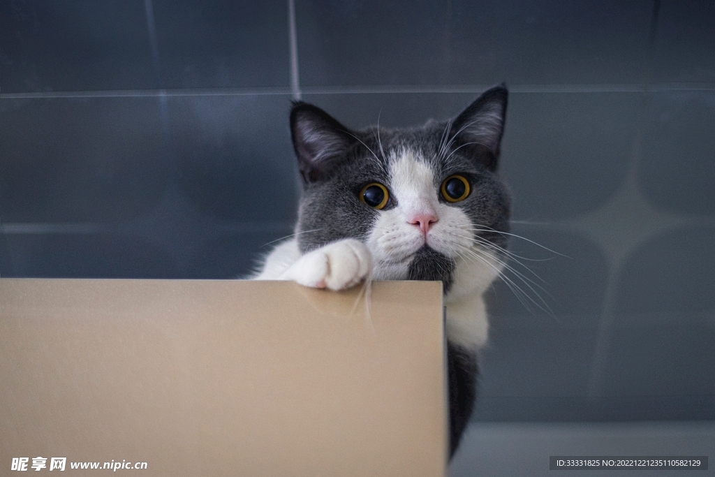 猫