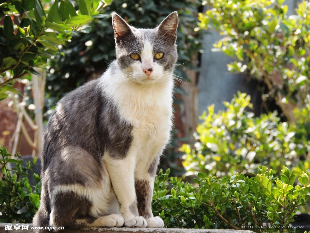 猫