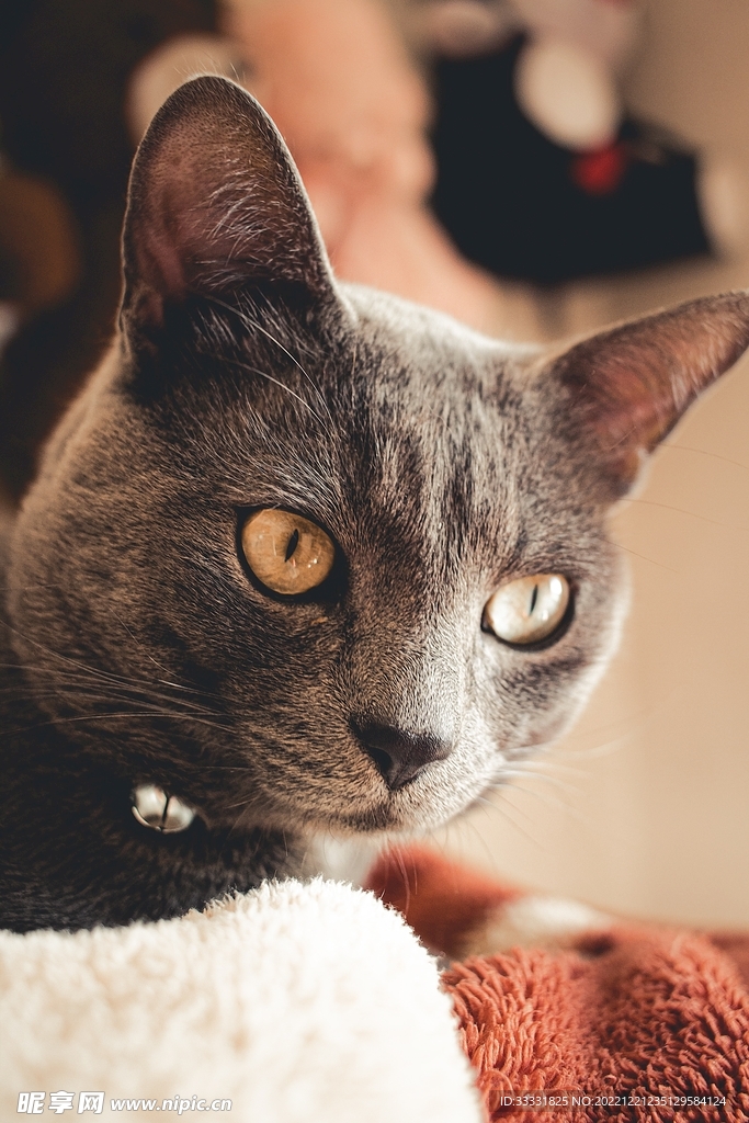猫