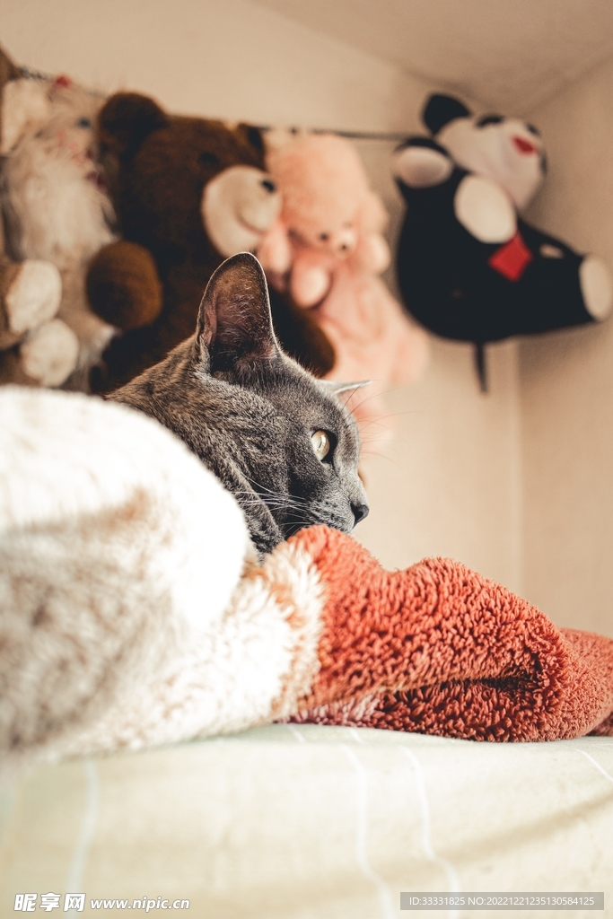 猫