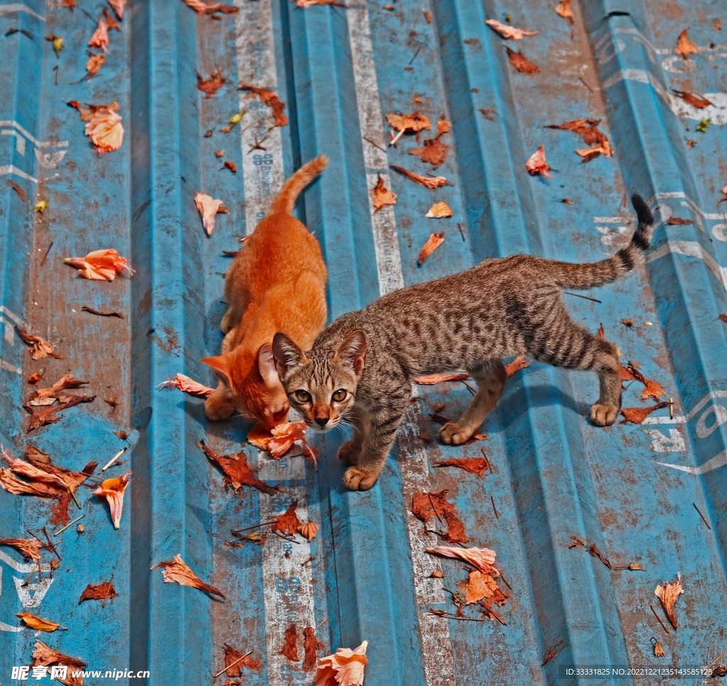 猫