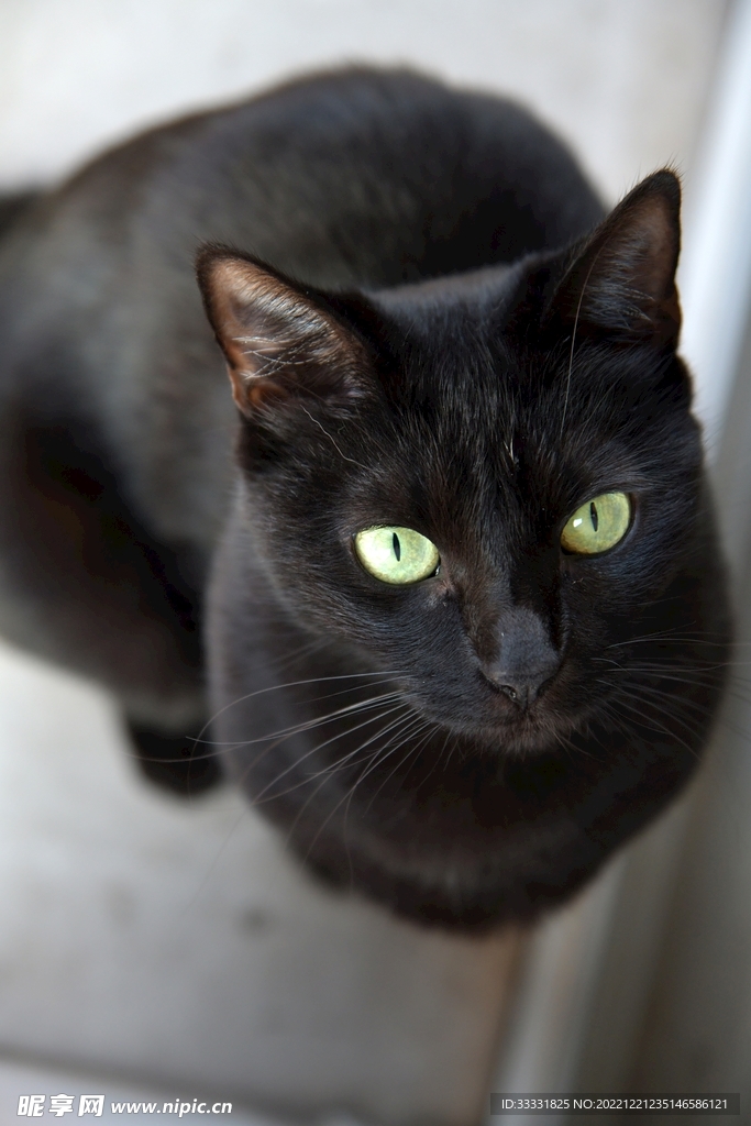 猫