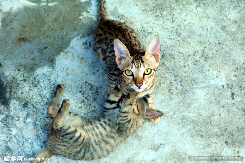 猫