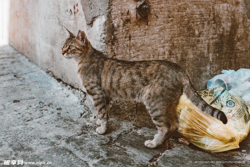 猫