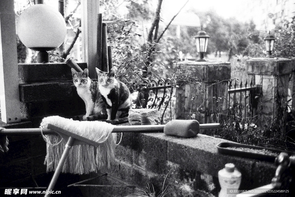 猫