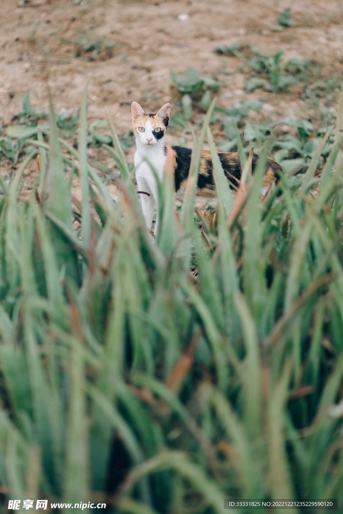 猫