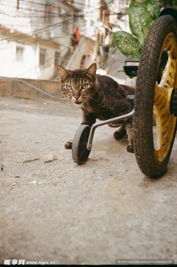 猫