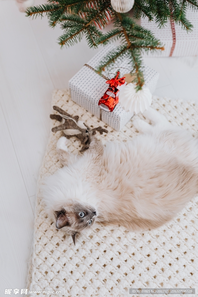 猫