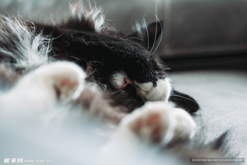 猫