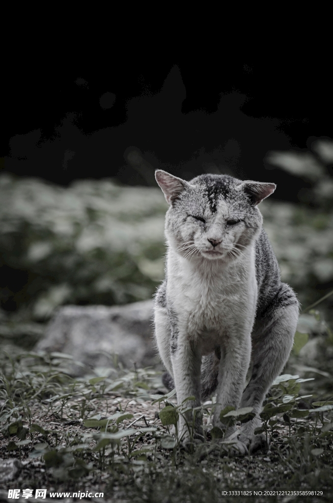 猫