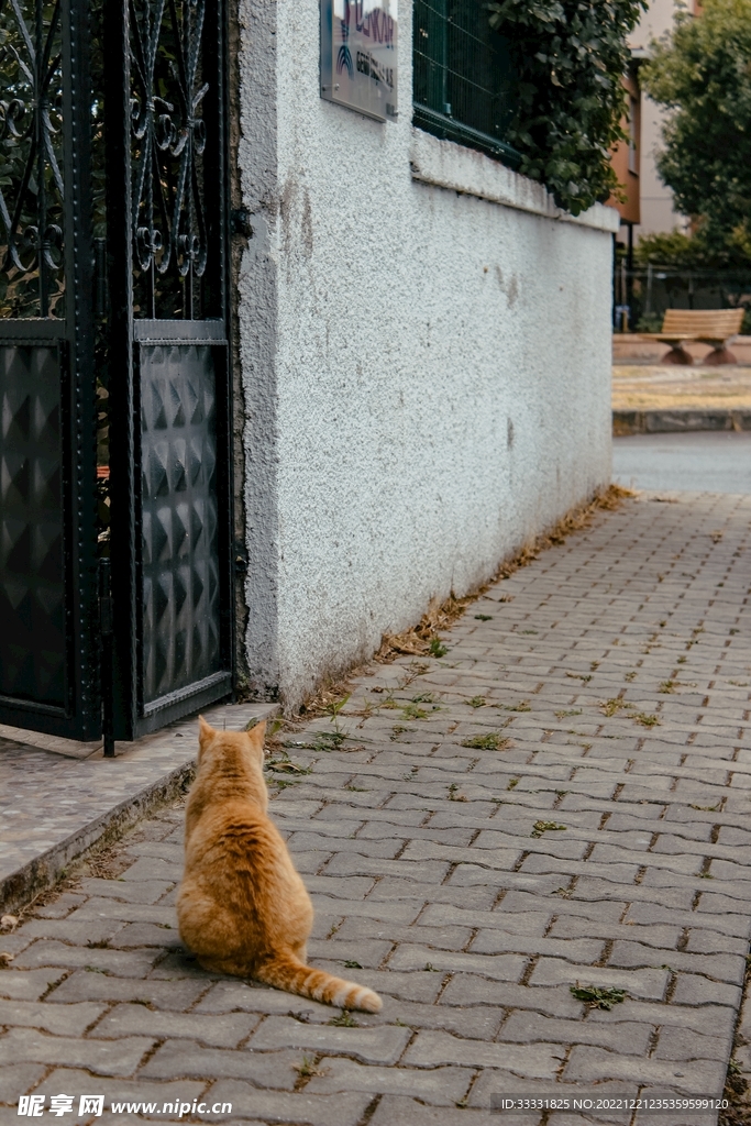 猫