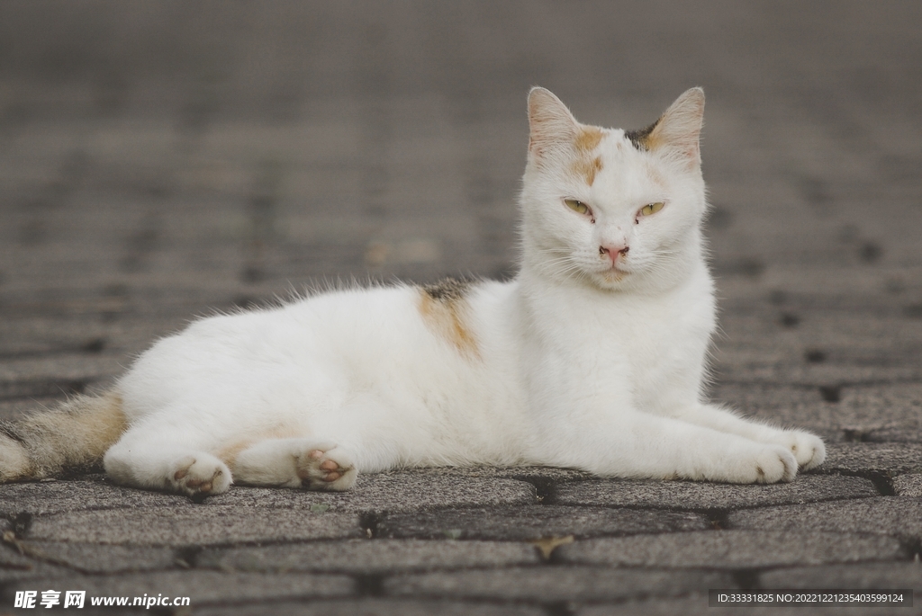 猫