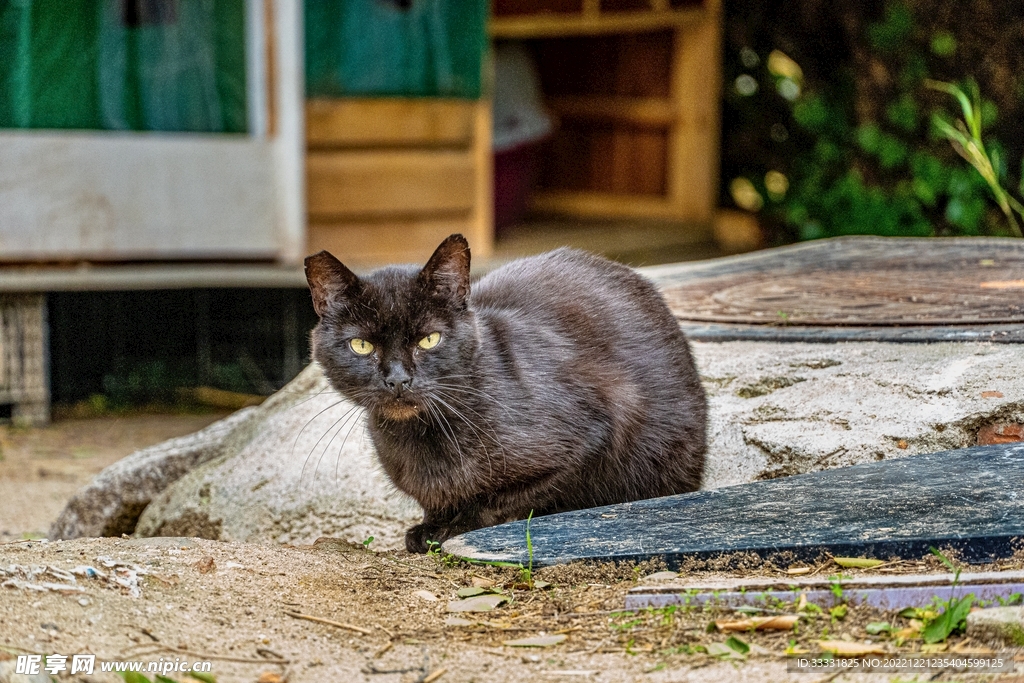 猫
