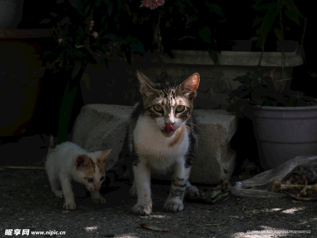 猫