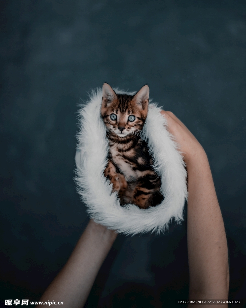 猫