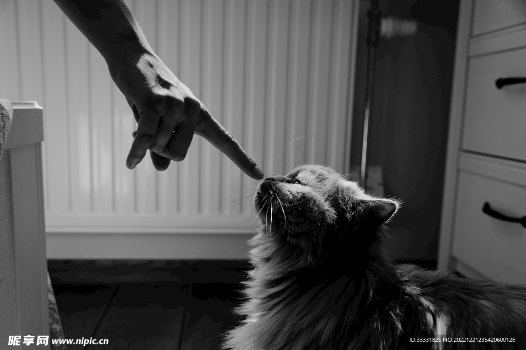 猫
