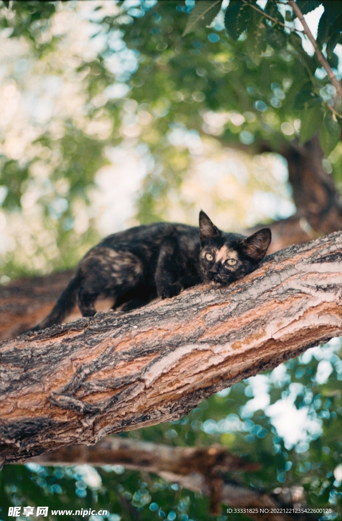 猫