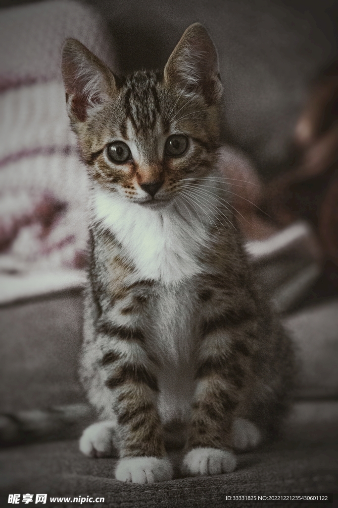 猫