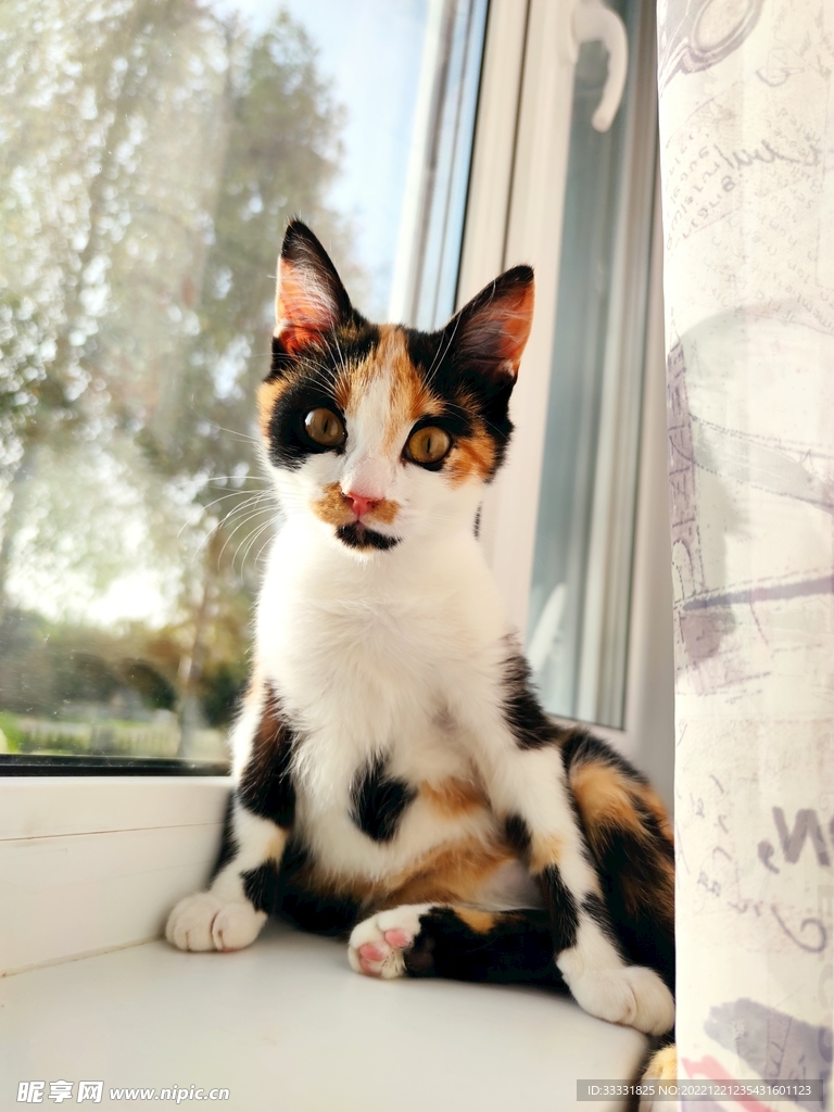 猫