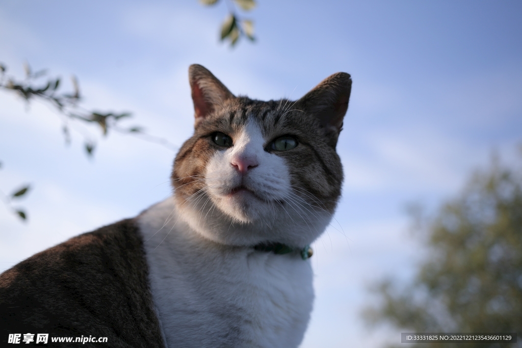猫