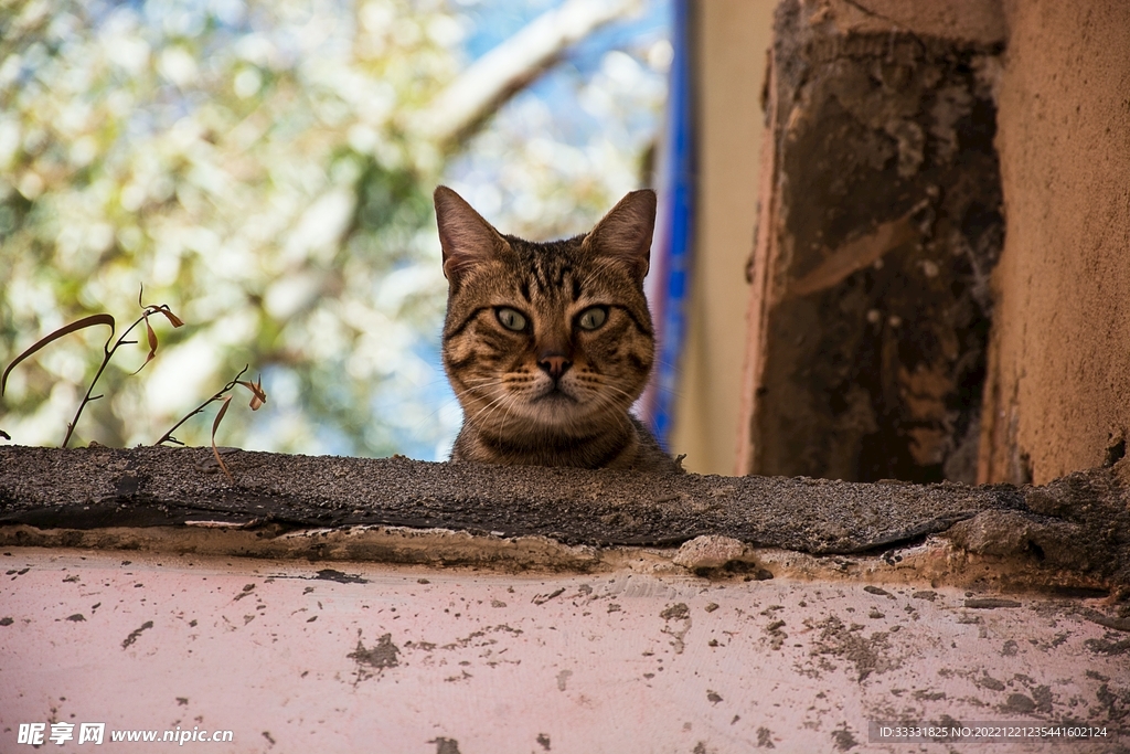 猫