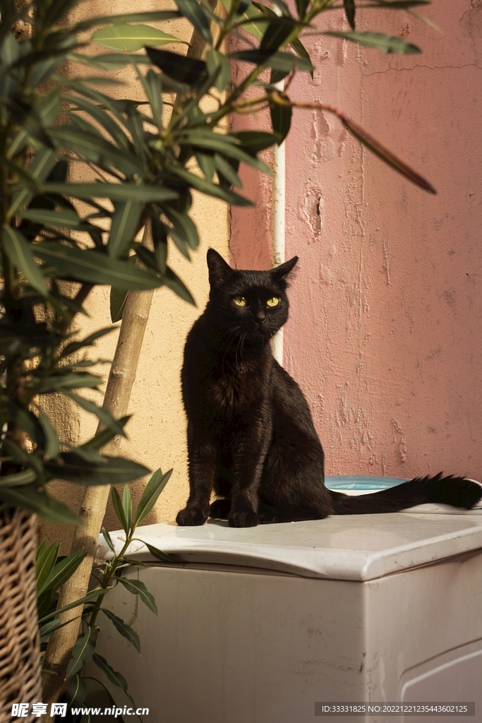 猫