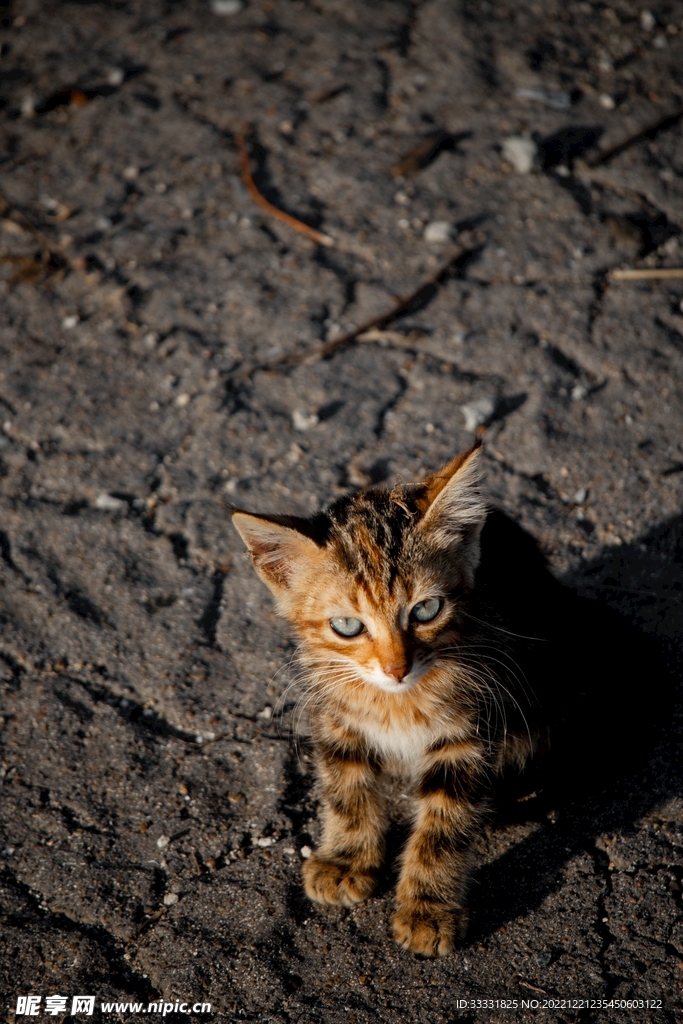 猫