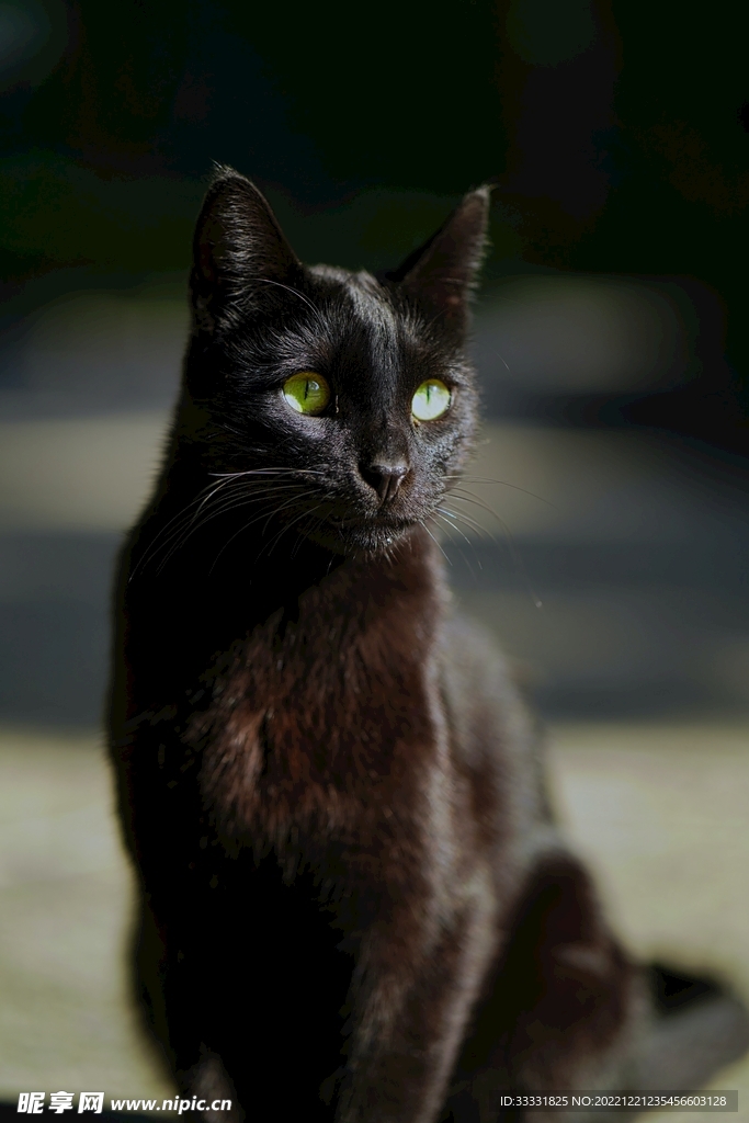 猫