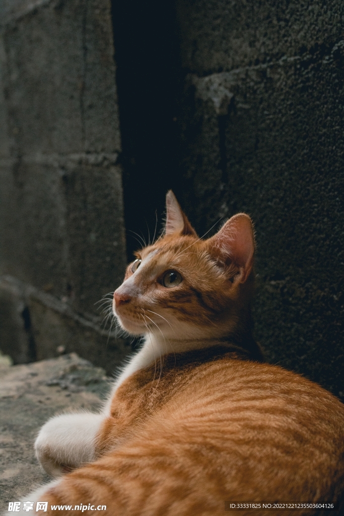 猫