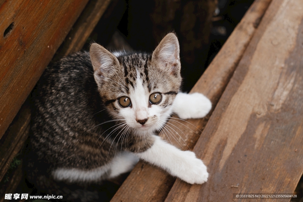 猫