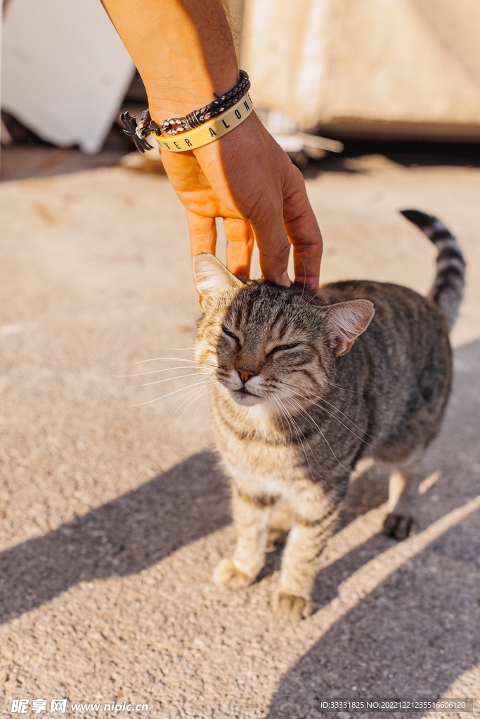 猫