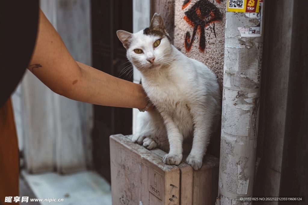 猫