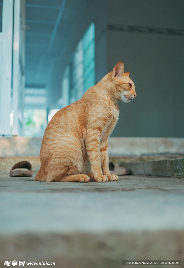 猫