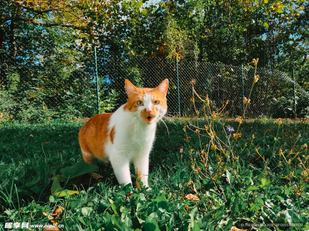 猫