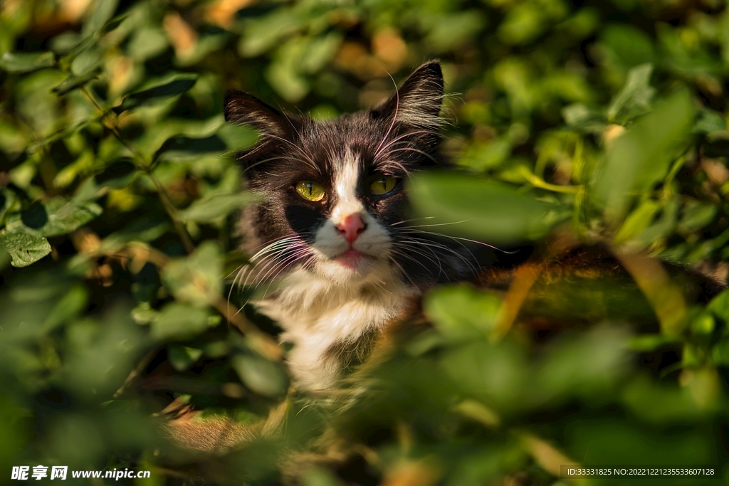 猫