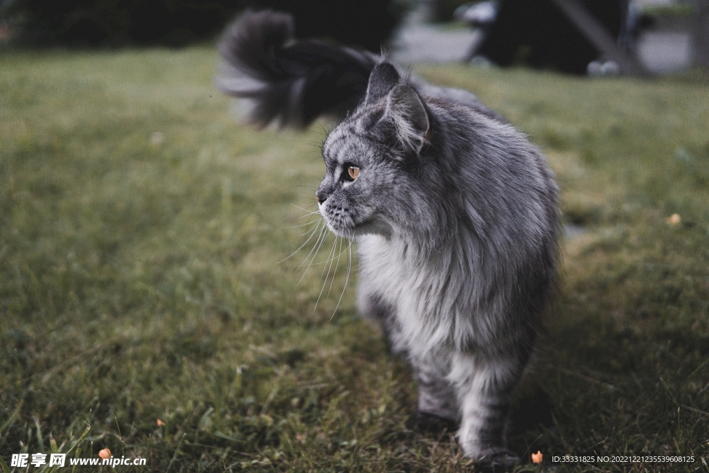 猫