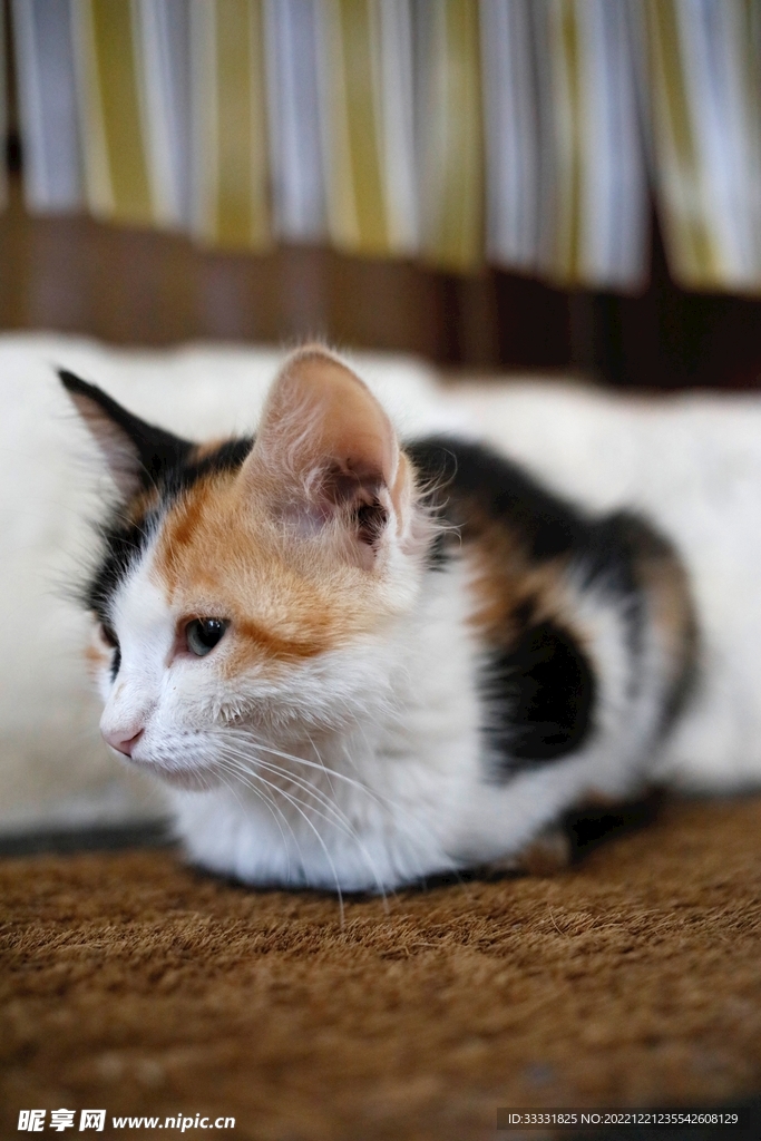 猫
