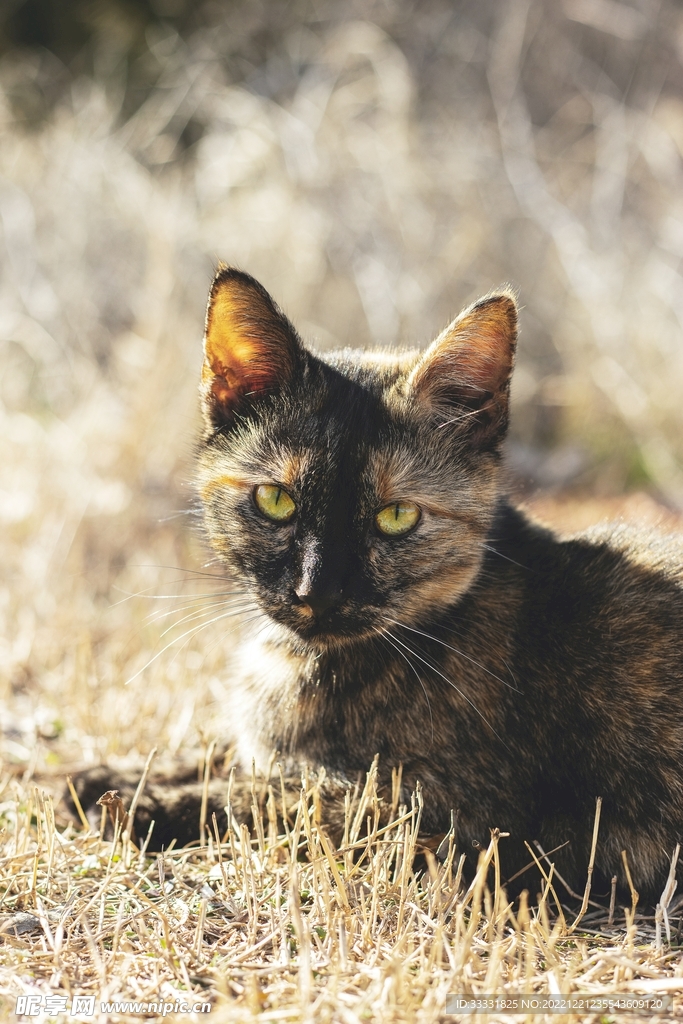 猫