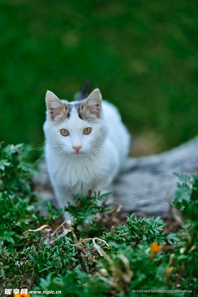 猫