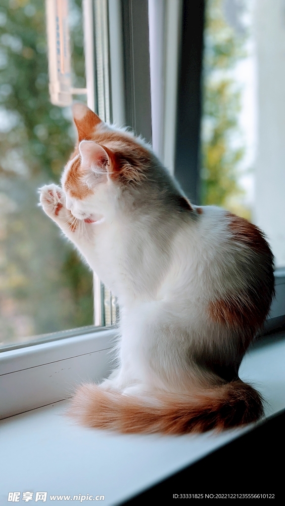 猫