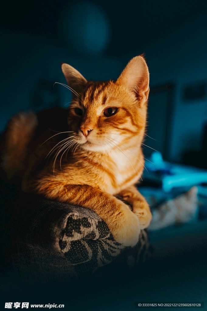 猫