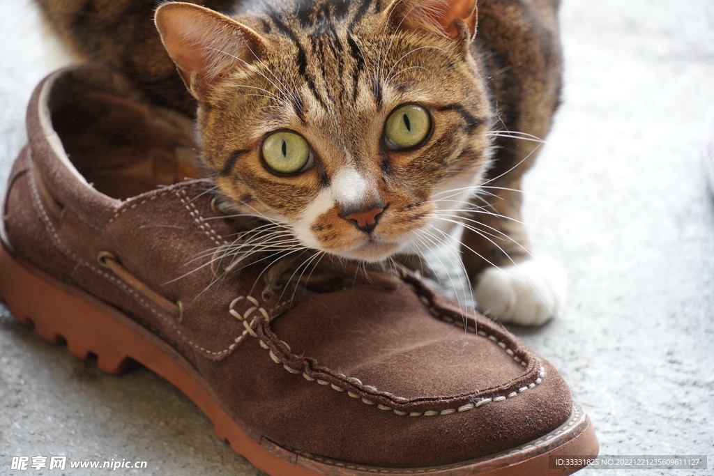 猫