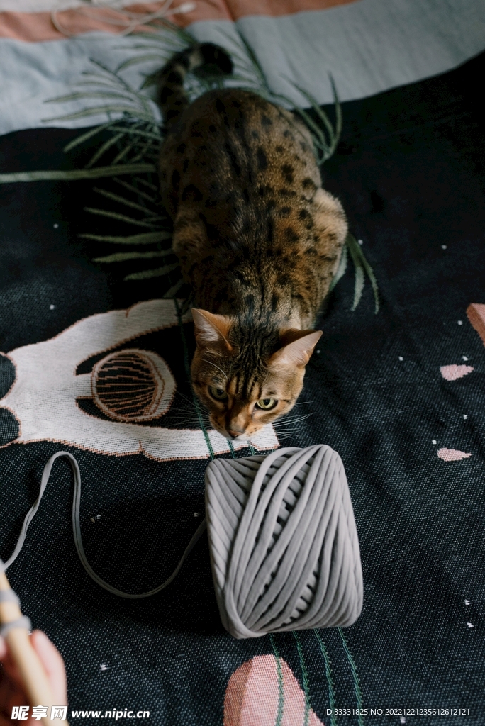 猫